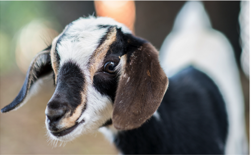 goat goat