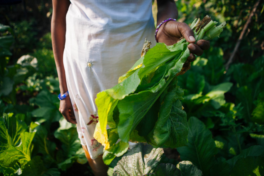 Fresh Local Greens - Antigua