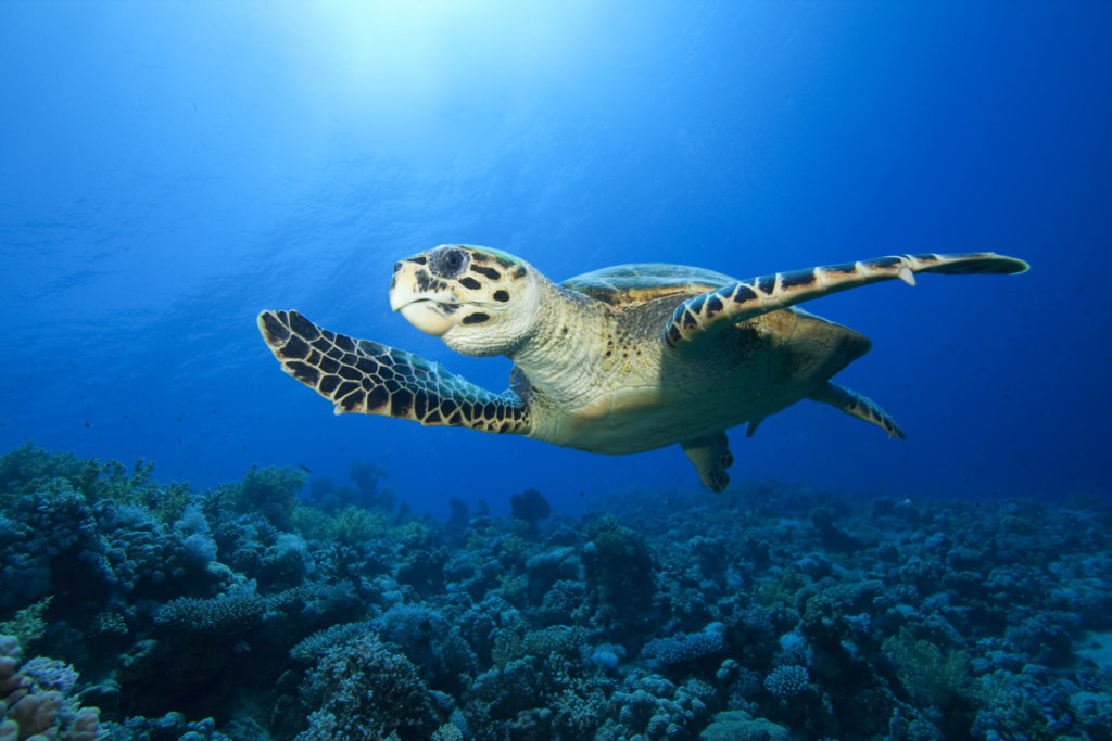 Turtle, Galleon Beach - Antigua