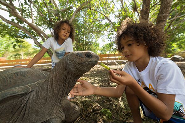 tour2-pics-laviscount island-tortoise-600x400